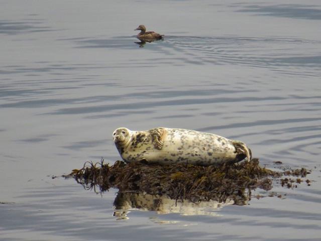 Seal watching